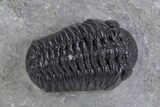 Beautiful Morocops Trilobite - Ofaten, Morocco #359608-3